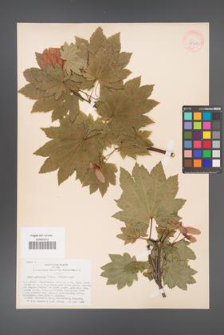Acer japonicum [KOR 33419]