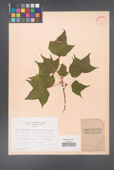 Acer longipes [KOR 28136]