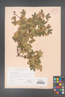 Acer monspessulanum [KOR 20841]