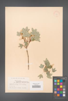 Acer monspessulanum [KOR 11434]