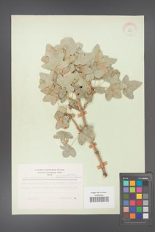 Acer monspessulanum [KOR 11412]