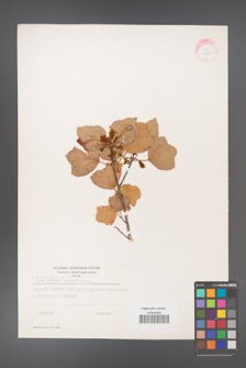 Acer obtusifolium [KOR 11489]