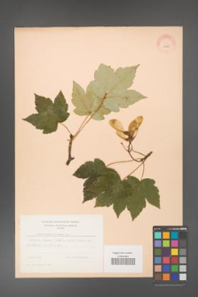 Acer pseudoplatanus [KOR 11469]