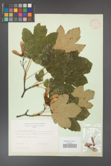 Acer pseudoplatanus [KOR 11432]