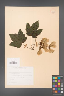 Acer pseudoplatanus [KOR 24419]