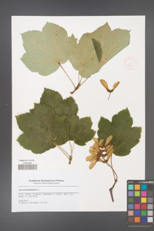 Acer pseudoplatanus [KOR 47931]
