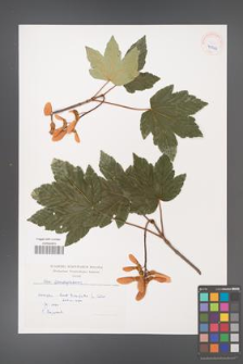 Acer pseudoplatanus [KOR 40244]