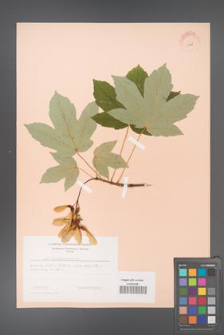 Acer pseudoplatanus [KOR 11468]