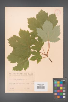 Acer pseudoplatanus [KOR 11477]