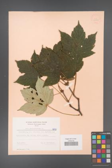 Acer pseudoplatanus [KOR 6500]