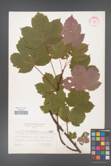 Acer pseudoplatanus [KOR 6217]
