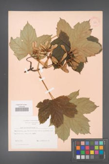 Acer pseudoplatanus [KOR 9007]