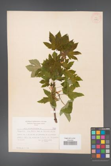 Acer pseudoplatanus [KOR 7585]