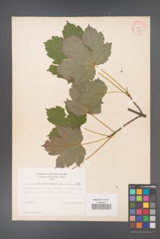 Acer pseudoplatanus [KOR 7782]