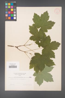 Acer pseudoplatanus [KOR 8029]