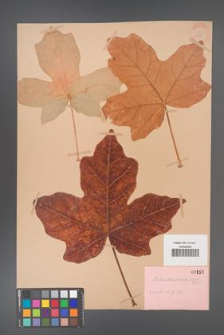 Acer macrophyllum [KOR 153]