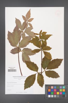 Acer maximowiczianum [KOR 49256]