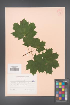 Acer platanoides [KOR 6178]