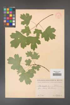 Acer campestre [KOR 1615]