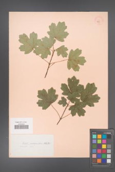 Acer campestre [KOR 130]