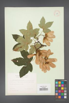 Acer pseudoplatanus [KOR 8989]