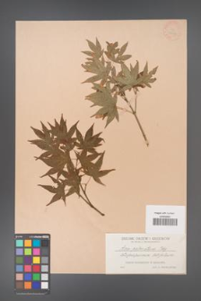 Acer palmatum [KOR 33481]