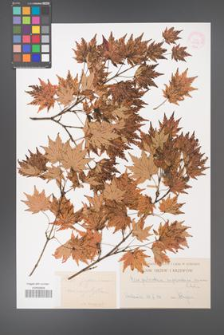 Acer japonicum [KOR 33508]