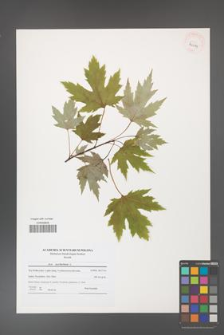 Acer saccharinum [KOR 40979]