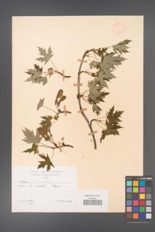 Acer saccharinum [KOR 47418]