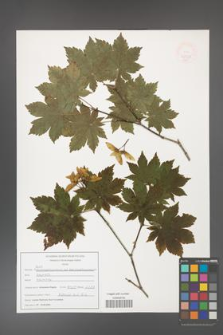 Acer pseudosieboldianum [KOR 47531]