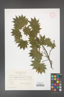 Acer pseudosieboldianum [KOR 44081]