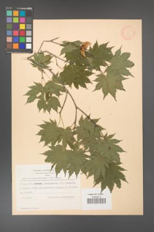 Acer pseudosieboldianum [KOR 11545]