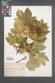 Acer pseudoplatanus [KOR 213b]