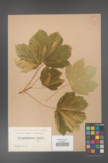 Acer pseudoplatanus [KOR 406a]