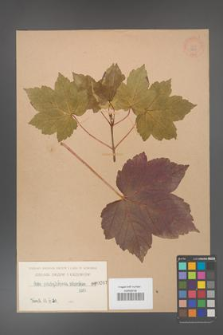 Acer pseudoplatanus [KOR 207]