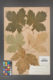 Acer pseudoplatanus [KOR 208]