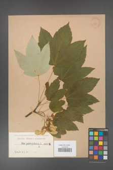 Acer pseudoplatanus [KOR 195]