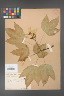 Acer pseudoplatanus [KOR 1627]