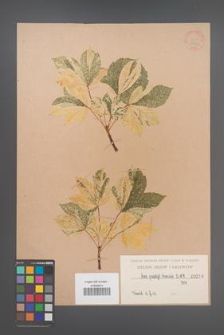Acer pseudoplatanus [KOR 219a]