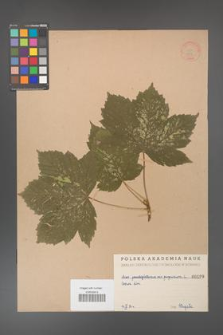 Acer pseudoplatanus [KOR 199]