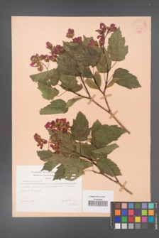 Acer tataricum [KOR 30091]