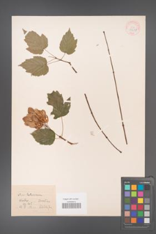 Acer tataricum [KOR 33639]