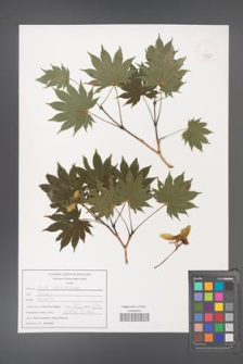 Acer shirasavanum [KOR 47522]