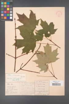 Acer platanoides [KOR 33664]