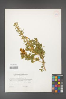 Adenocarpus hispanicus [KOR 25287]