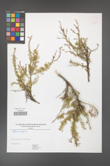Adenocarpus [KOR 46423]