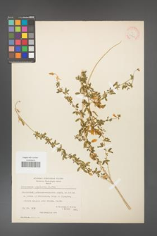 Adenocarpus complicatus [KOR 20942]