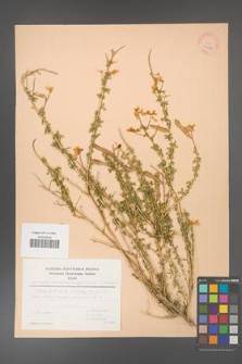 Adenocarpus complicatus [KOR 30094]