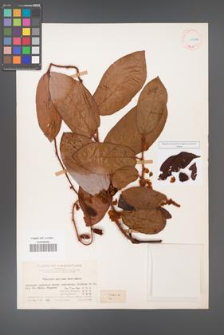 Actinidia melliana [KOR 11612a]