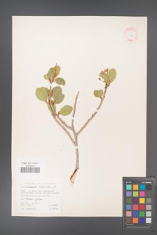 Acridocarpus orientalis [KOR 11614]